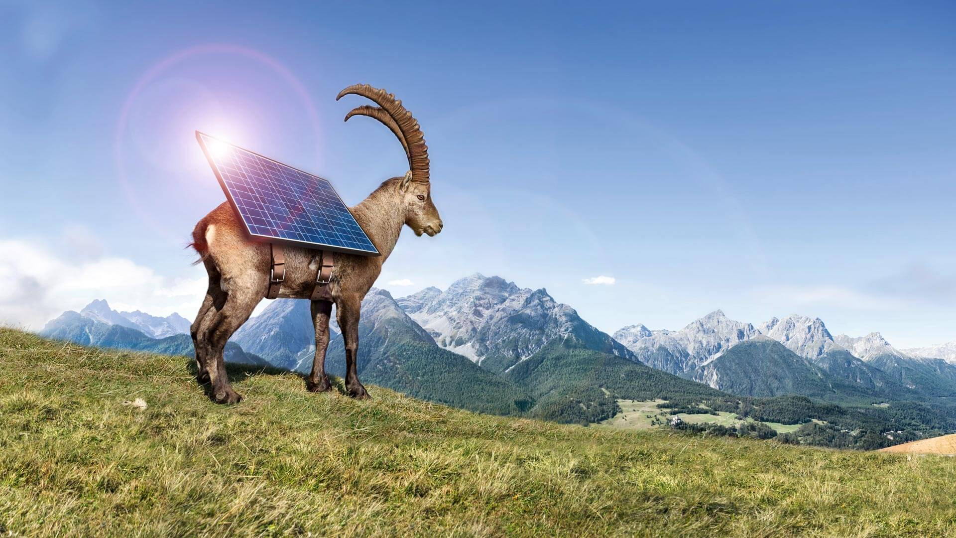Steinbock als Werbemittel für Solaranbieter Sun at Home