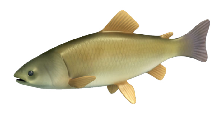 Grafik eines Fischs